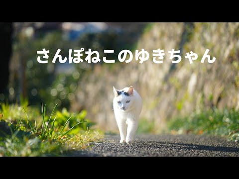 【さんぽねこのゆきちゃん】左腰にまん丸の日の丸ぶち│筆先尻尾のジャパニーズ・ボブテイル│姫様みたいな麻呂眉化粧│凛とした立ち振る舞い所作は上品でエレガント│自由気ままな家猫のお散歩│熱海│伊豆