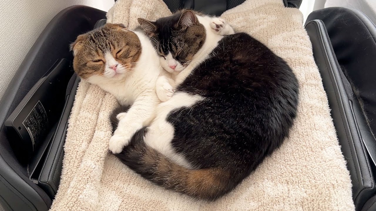 親子猫からご挨拶。2024年も大変お世話になりました！