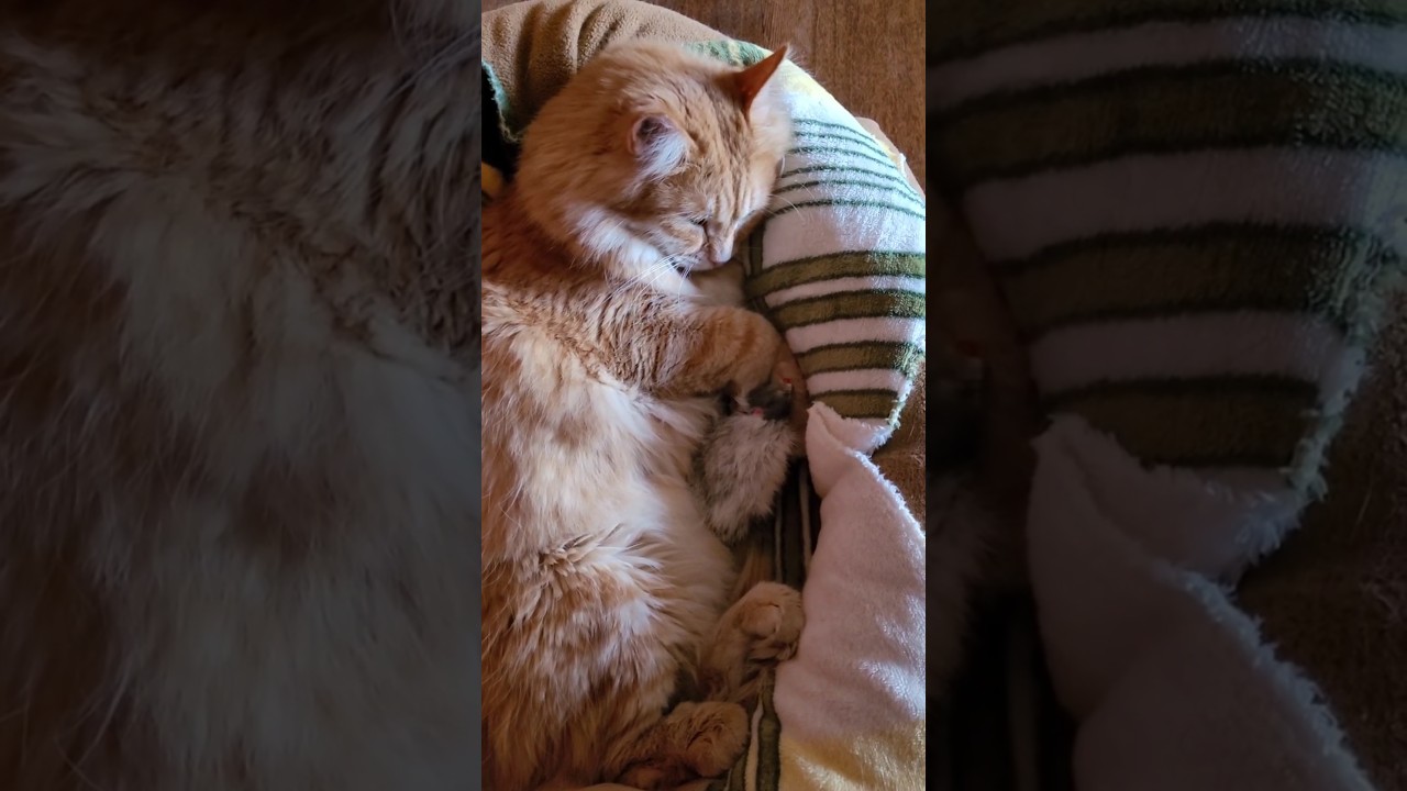 29 декабря 2024 г. Пушистый вечер 🐱🌛