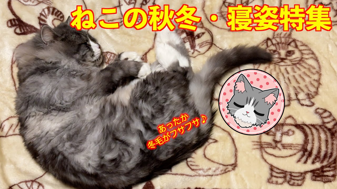 【ねこの秋冬・寝姿特集】コペ様の寝姿を眺めながら、冬毛の成長を観察♪