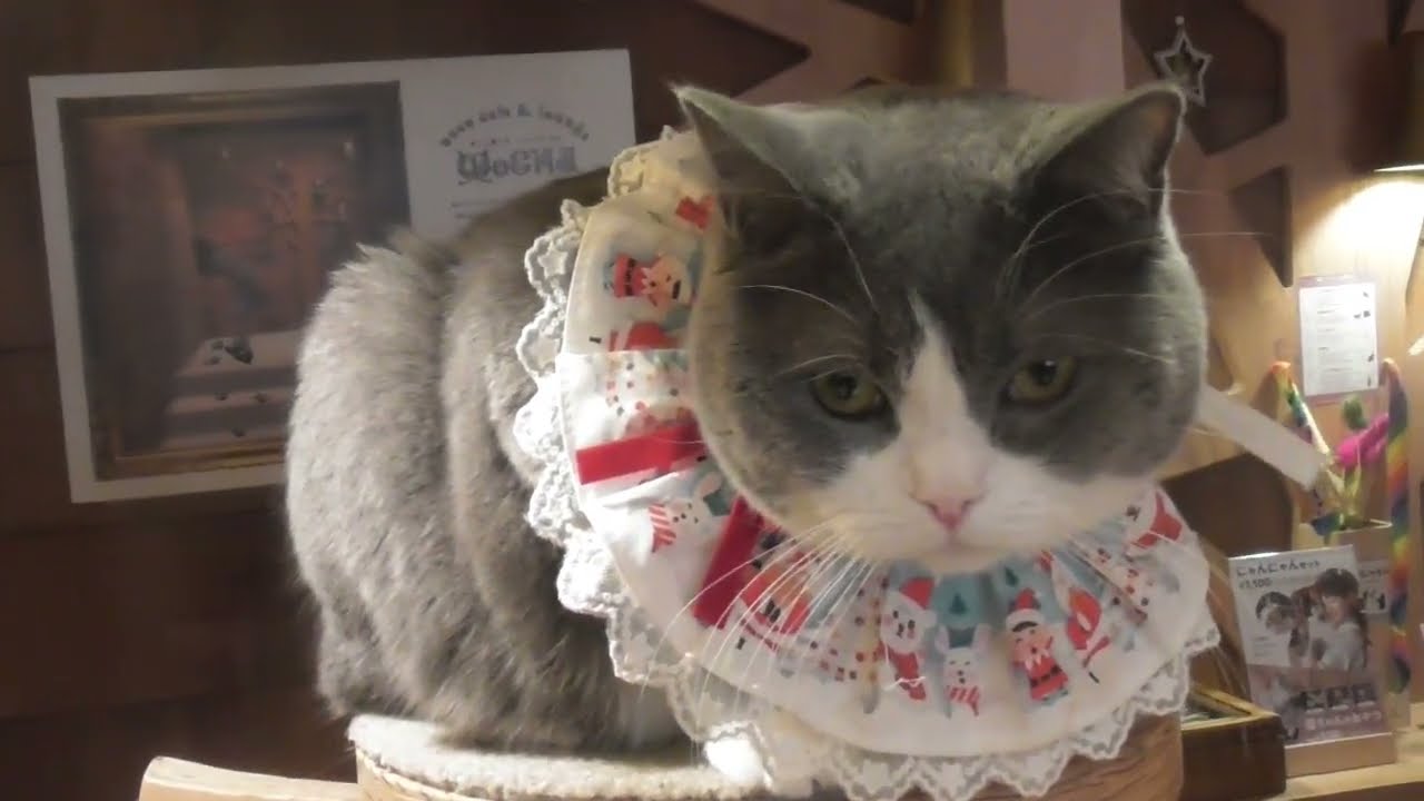 猫カフェMOCHA池袋本店　下を向くスコティッシュフォールド猫