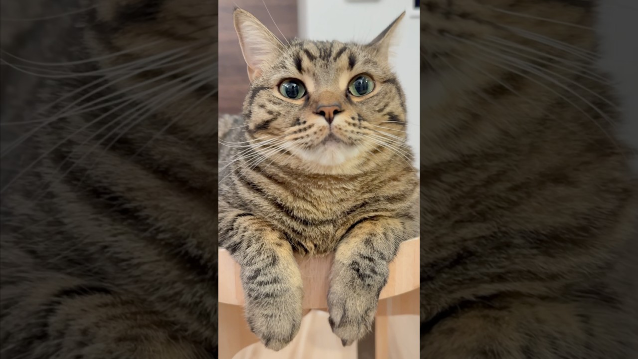 【猫動画】ぷりぷり猫とカメラ目線が欲しいパパ #shorts