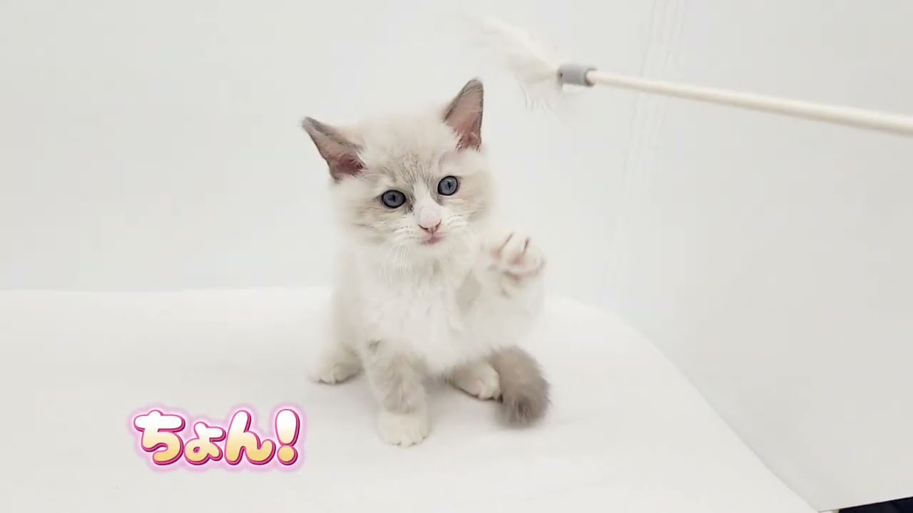 【ラグドール】ようこそ高井戸店へ