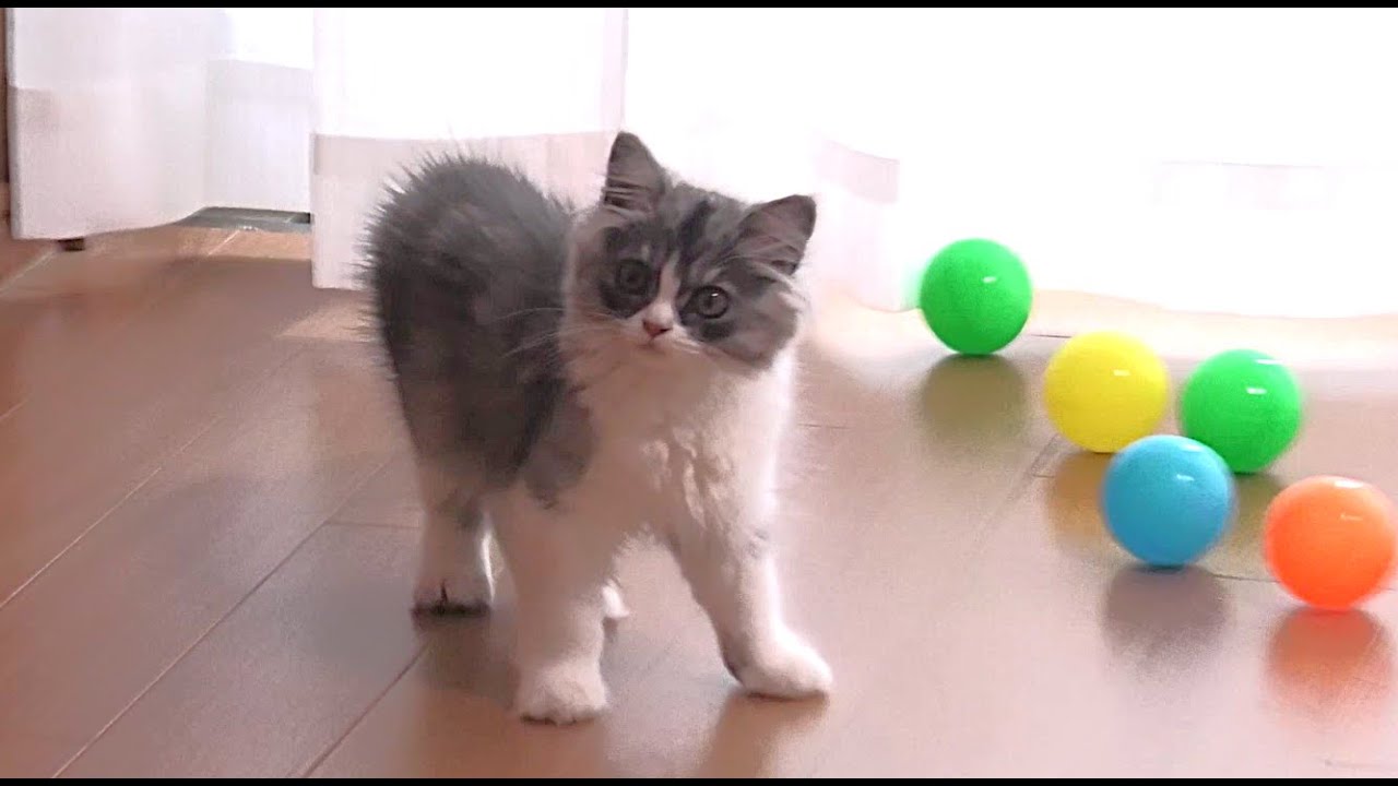 ねこ様が家にやってきた！