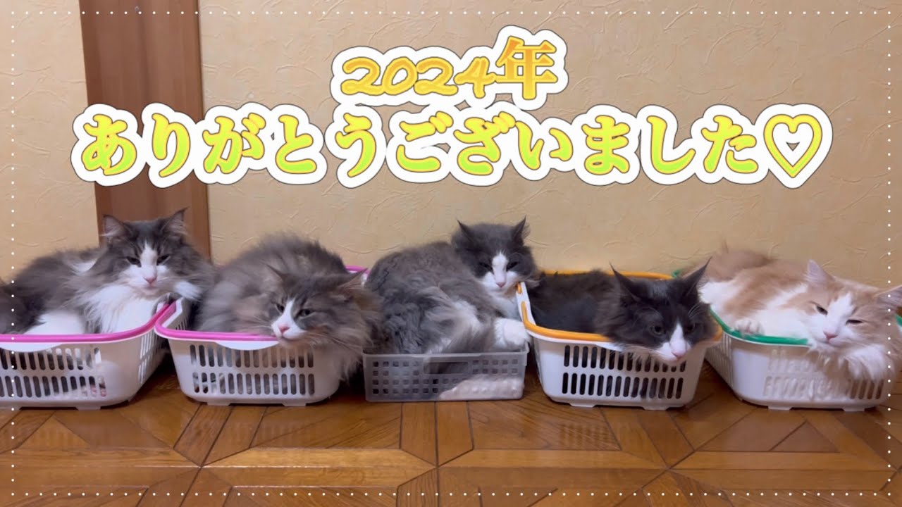 【2024年】今年も、もふ猫familyを応援してくれてありがとうございました❤️