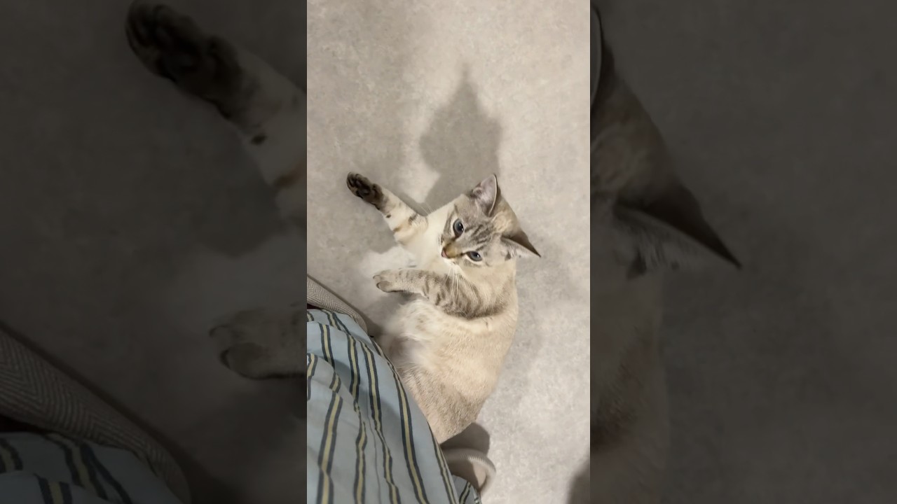 謎の倒れ方をするねこ　#元保護猫　#シャムトラ　#シャムミックス　#cat #猫耳 #kitten #シャムmix   #猫耳