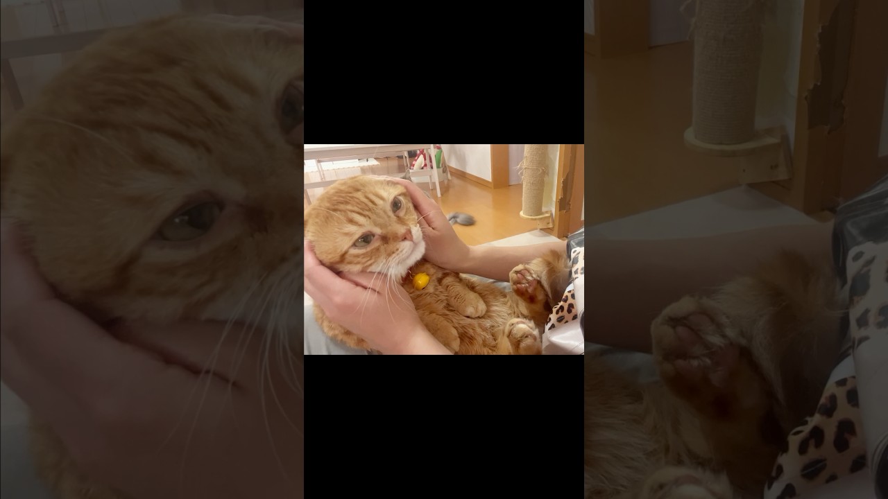 【癒し】ぬいぐるみみたいなまんまる猫と過ごす日常 #猫 #マンチカン #shorts
