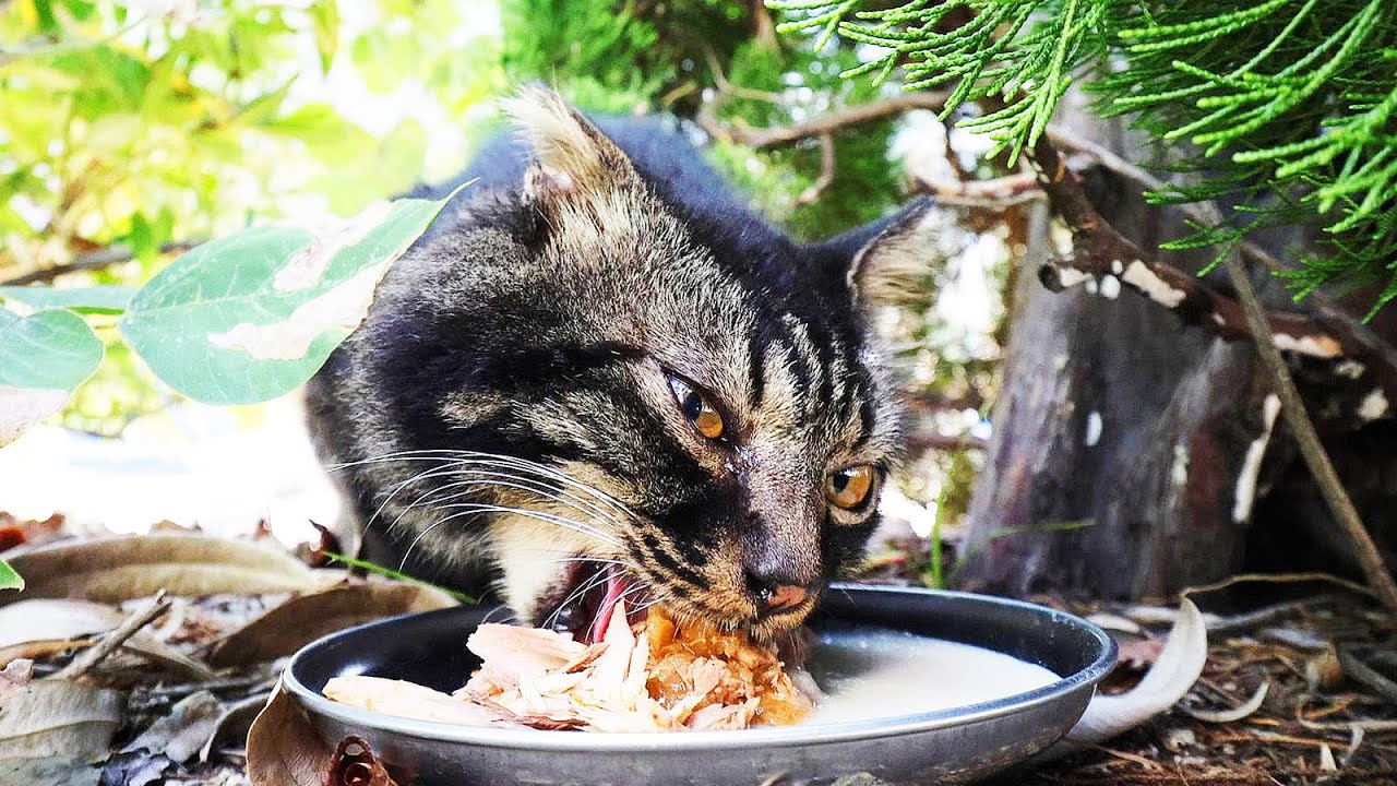 真夏に空腹の長毛猫にご飯と水分補給をあげたら・・・