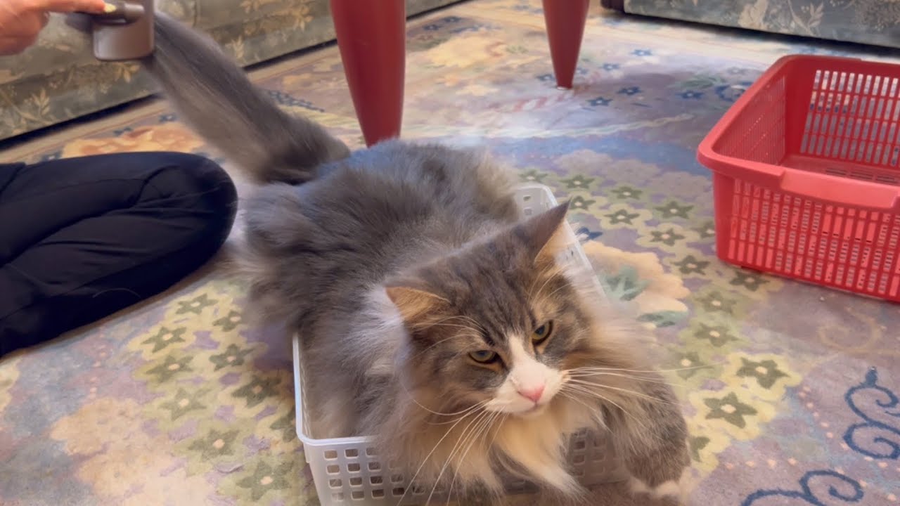 【ばあば♡】今年もたくさんお世話になったばあば！！たくさん可愛がってもらったもふ猫たち✨ノルウェージャンフォレストキャットとターキッシュアンゴラ