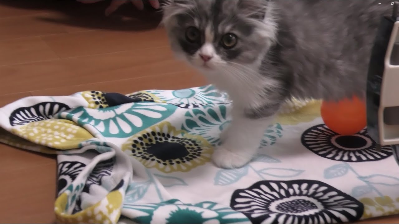 我が家にネコ様がご降臨　パート２