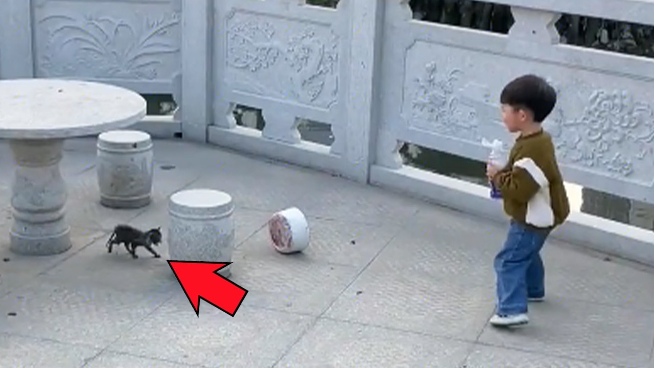 汚れて痩せ細り、重病を患っていた子猫。優しい少年との出会いで運命が一変し、未知への好奇心と純粋な喜びを取り戻した【感動】