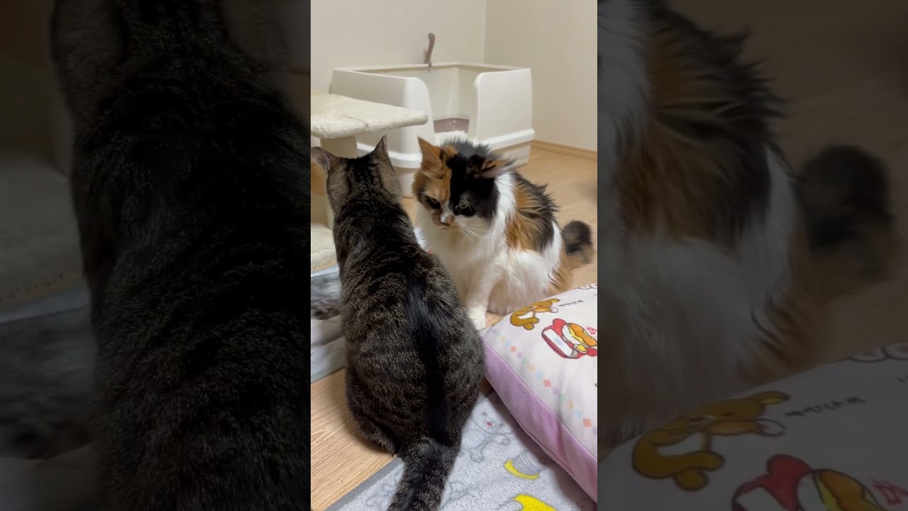 新年早々ファーストバトル😺 #メインクーン #cat
