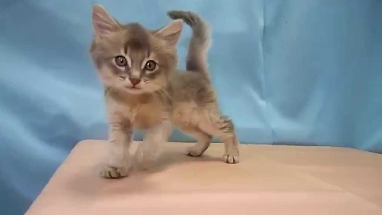 ソマリ　NO.140813　ペットショップ『ヒラマツケンネル』　の子猫