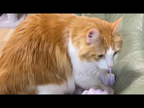 2024年ラストの猫タイム！【マリー（メインクーン）】