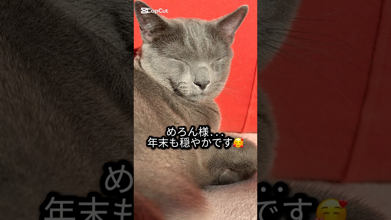 【ロシアンブルー】めろん〜今年も後２日😂穏やかな年末をお過ごしください💗🥰【猫】#shorts