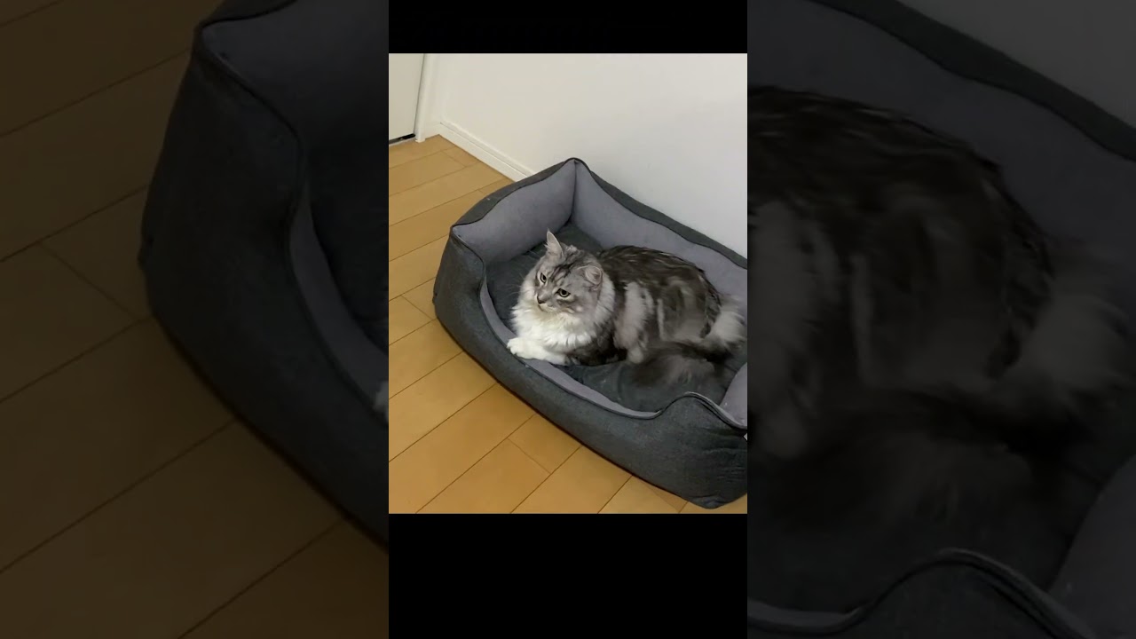 ばあばの接近にうろたえる大型猫#来客#メインクーン#shorts