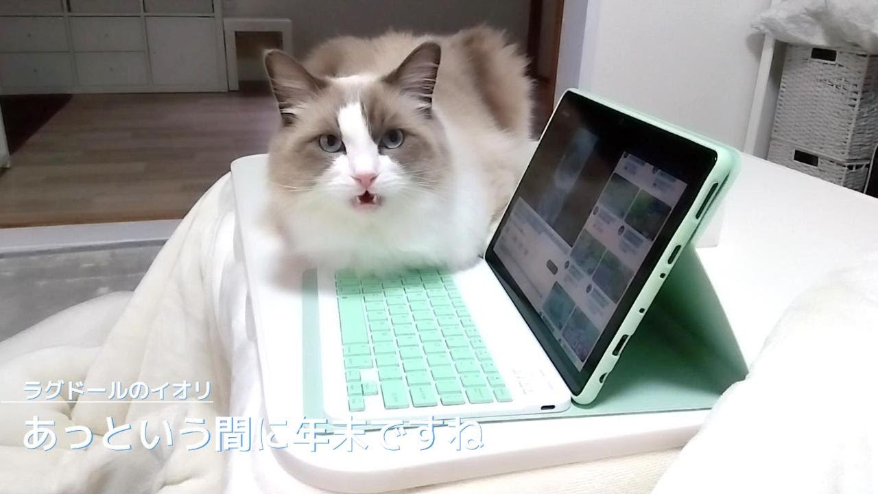 【ラグドール】あっという間に年末ですね