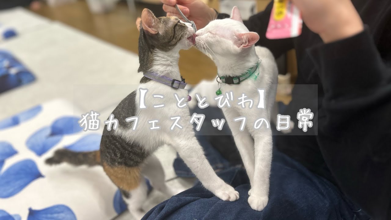 【こととびわ】猫カフェスタッフの日常