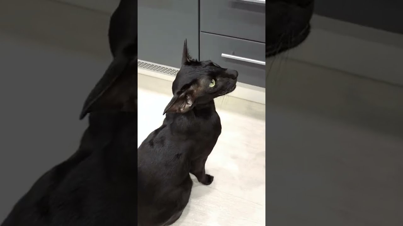 Настойчивый КОТ