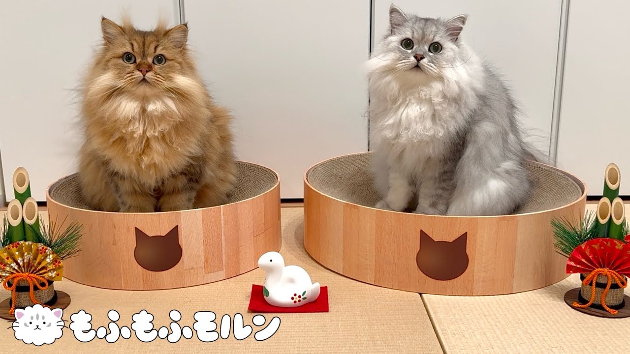もふもふ猫兄妹のお正月2025 【サイベリアン】