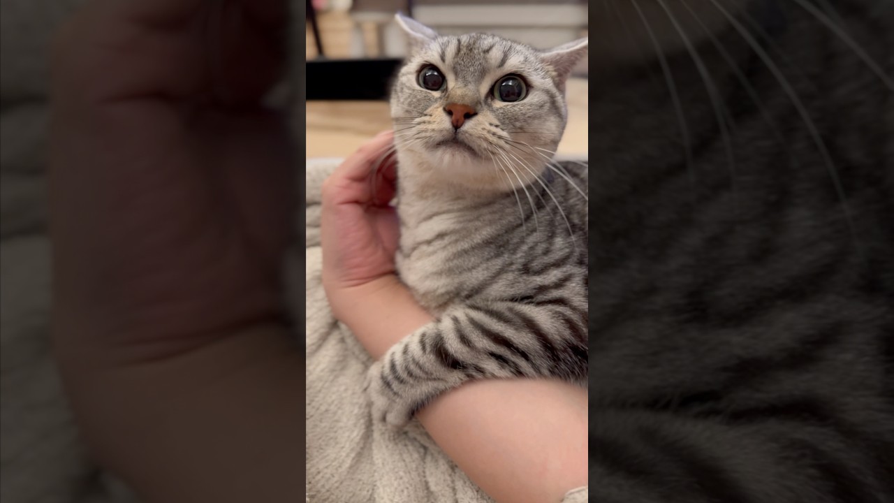 【猫動画】2024年の最高に可愛いマンチカンまとめ #shorts