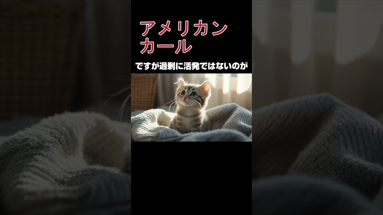 アメリカンカールの紹介#カール耳猫#ユニークな猫#猫好き#猫ライフ#猫好きさんと繋がりたい#かわいい猫#愛らしい猫#珍しい猫種#猫の魅力#猫との暮らし#遊び好きな猫#室内猫#猫の豆知識#アメリカ原産猫