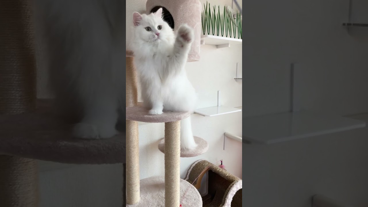 【謝罪】します　猫　ラガマフィンななちゃん#cat #ねこ #shorts