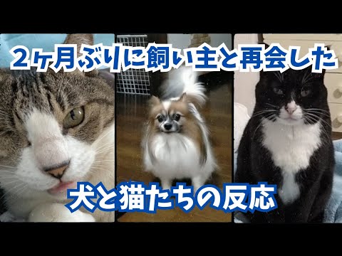 久しぶりに飼い主に会った犬と猫たちの、想定内と想定外の反応