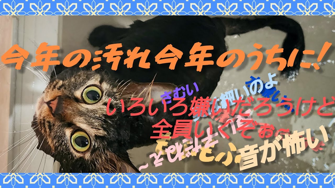 みんなシャンプーしていくよ!もふもふのお兄ちゃんが...