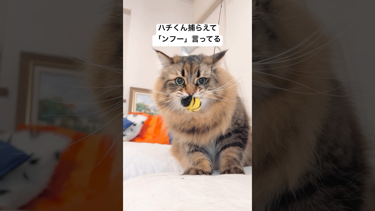 誇らしげなハンター #サイベリアン #猫 #ヤマネコ