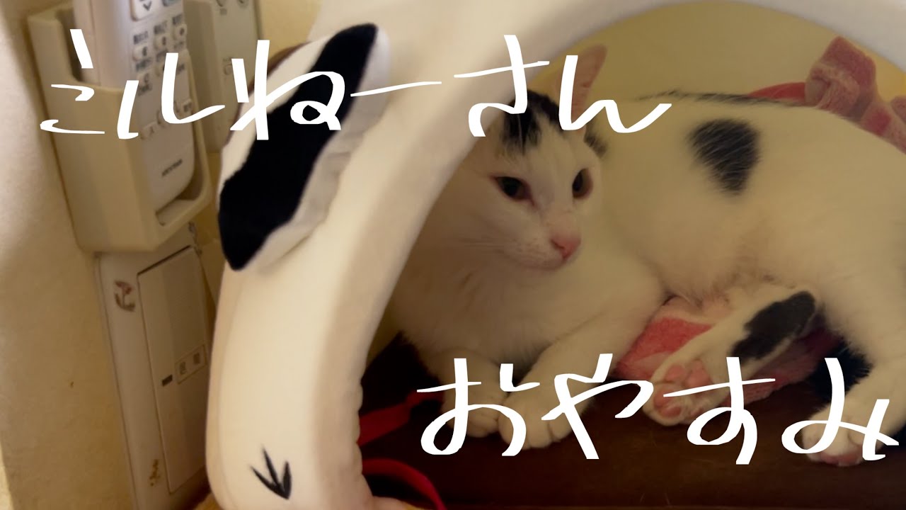 牛柄の猫ハウスでお昼寝中のミルねーさん