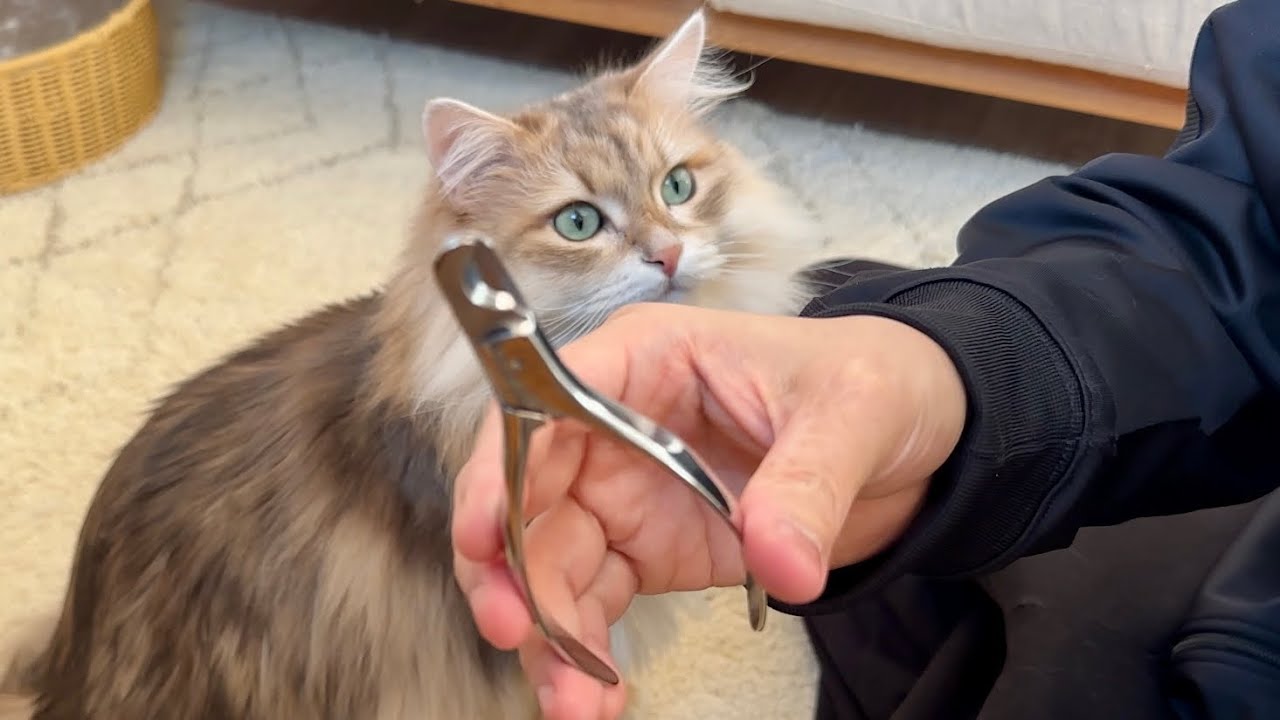最強の爪切りを見つけました【猫】【サイベリアン】