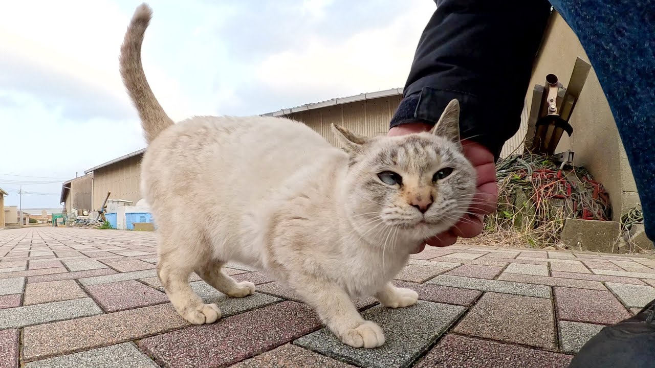 人懐っこいシャム猫が「もう帰るの？」と後を追いかけてきた
