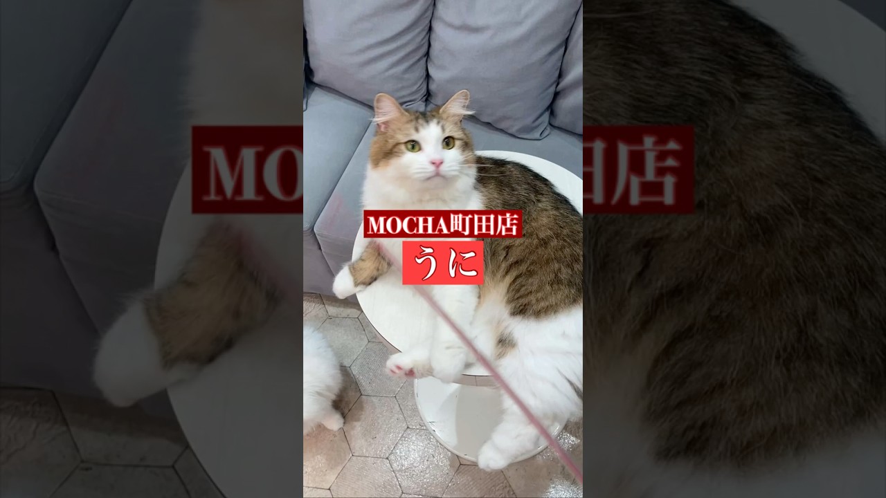 🐱うに🐱　(ラガマフィン♂)　猫カフェMOCHA町田店　2024/11/26 撮影分　　#日替わり猫カフェにゃんこ　#shorts
