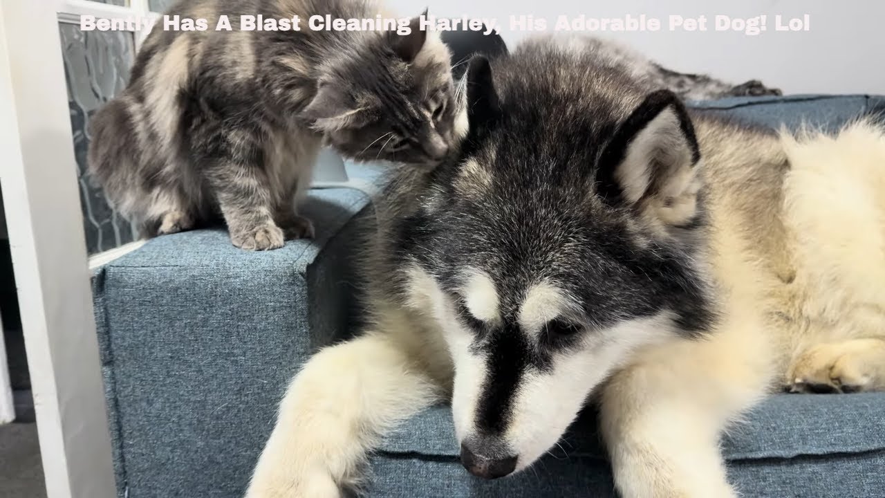 Bently Has A Blast Cleaning Harley, His Adorable Pet Dog! Lol