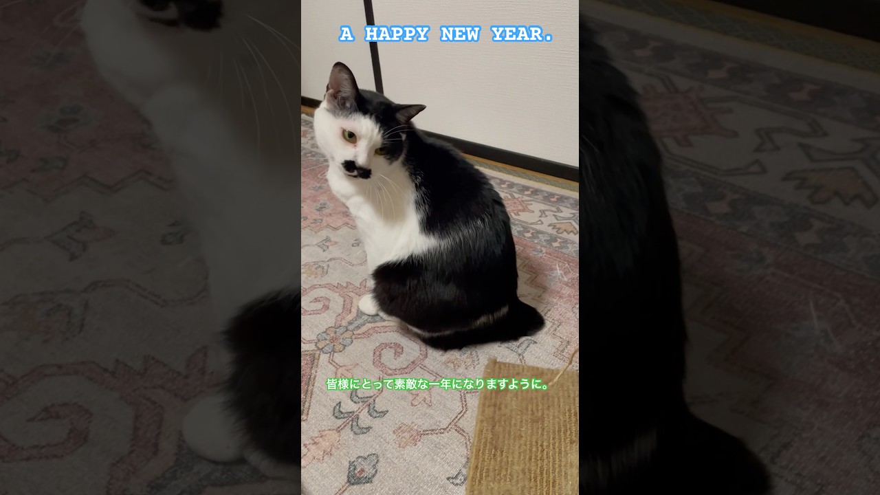 A HAPPY NEW YEAR.今年も日本猫の暮らしをよろしくお願い致します。