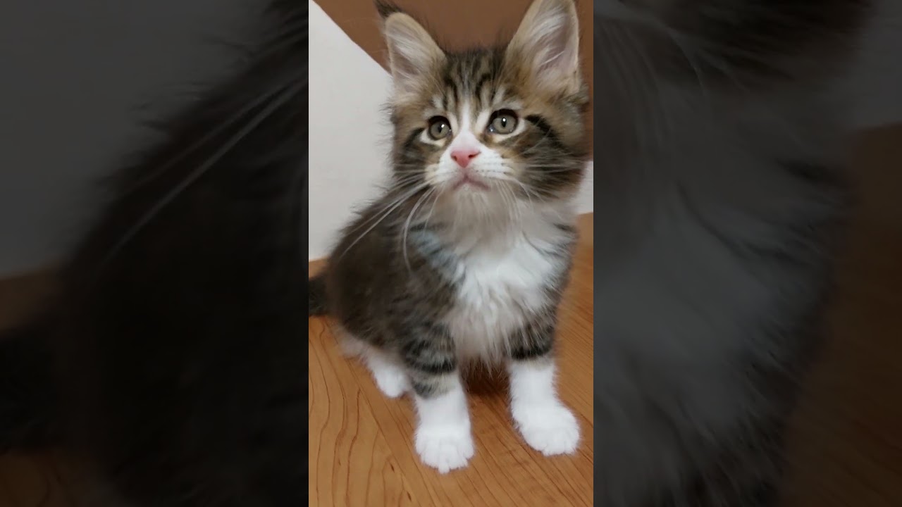 Elegant Maine Coon Kitten in White "Socks" Saymon