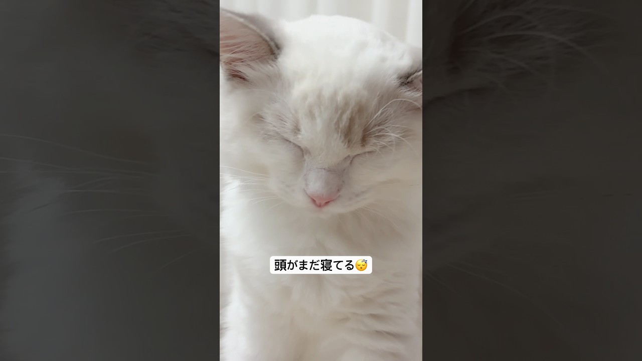 寝起き弱いね　#cat #ラグドール #ラグドール子猫 #ねこ #かわいい子猫 #猫のいる暮らし #子猫 #猫