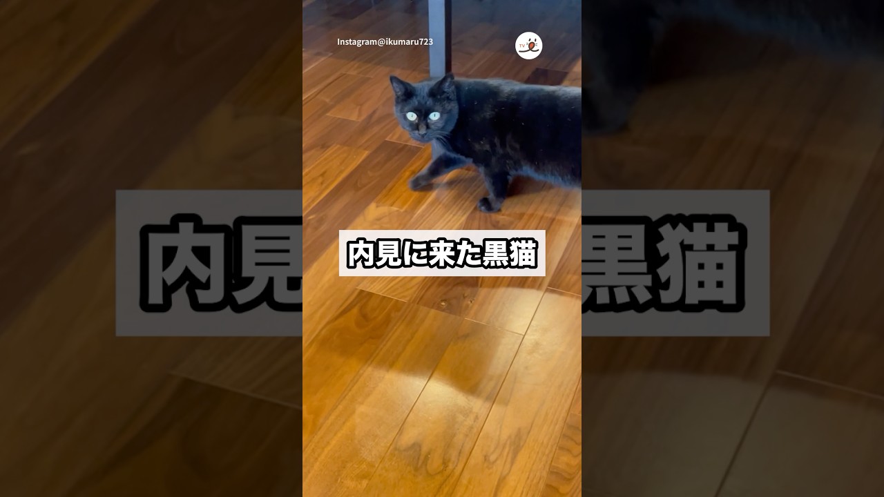 【野良猫の内見】そろそろうちのコに……🐈‍⬛｜PECO #黒猫 #猫 #愛猫家 #猫のいる暮らし #blackcat #cat #catlover #catlife