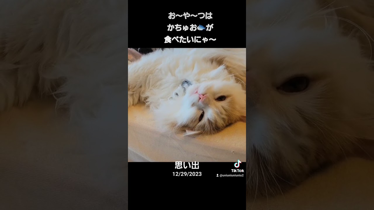 大晦日の過ごし方🎍 #猫のいる暮らし #cat #ラガマフィン