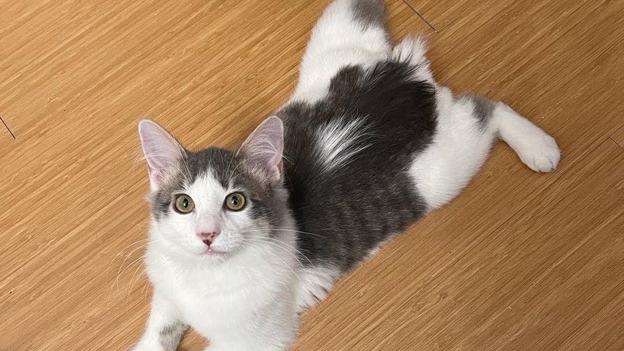 Meet Rosie, The Gorgeous Kitten With Manx Syndrome Who Is Searching For Her Forever Home!