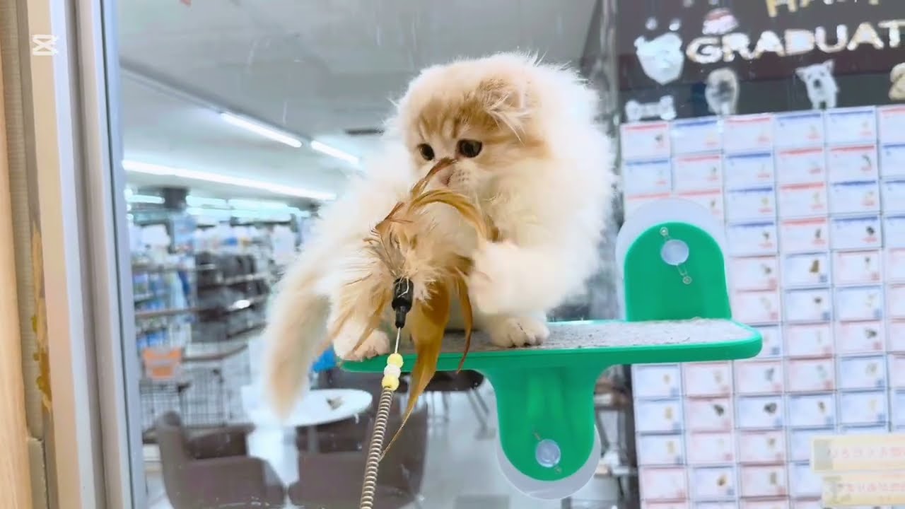 【2024/12/31撮影公開】長毛スコティッシュフォールド 男の子 クリームタビー＆ホワイト　初の猫じゃらし遊び、緊張するも直ぐに虜に・・・♡