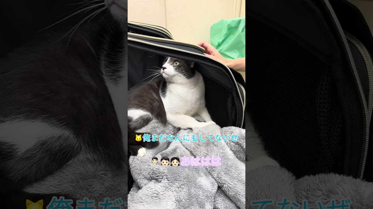 職業柄ケガしないようにしてたら今日はちょっとフライングで、ちょっと恥ずかしかった先生と猫【猫のちゅうた】#shorts