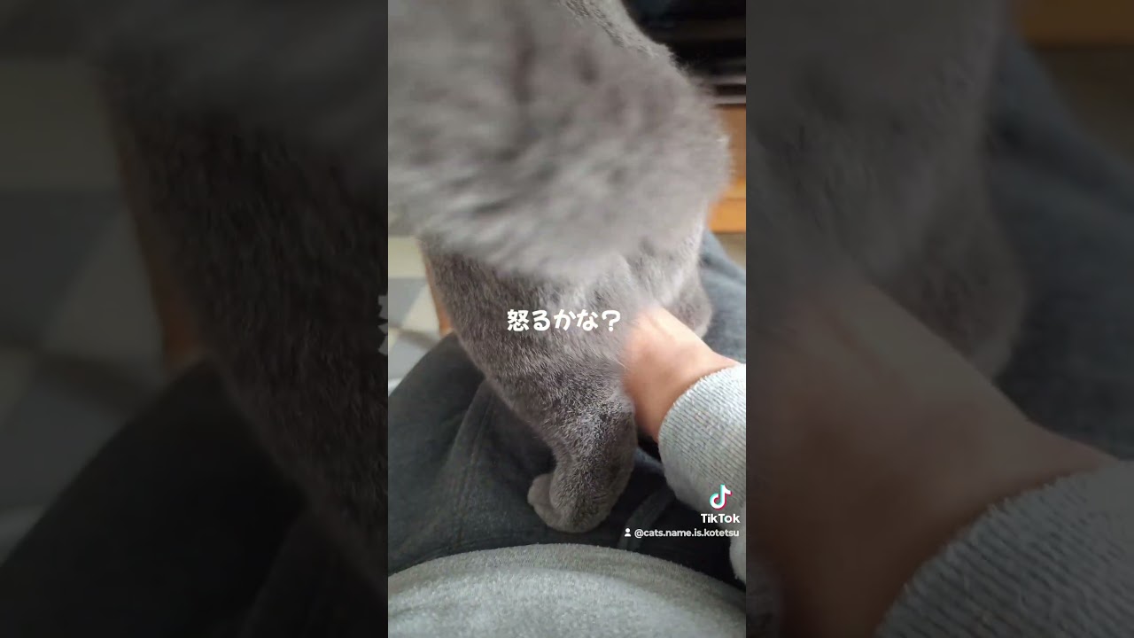 猫のお尻は暖かい(cat's butt is warm)