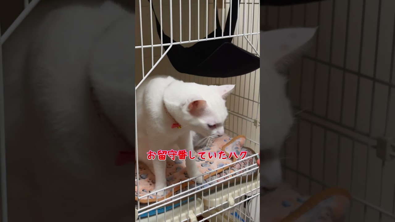 王子様気分でママを下僕扱いする赤ちゃん猫が可愛い