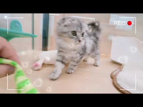 【スコティッシュフォールド】遊ぶの大好きスコにゃんちゃん