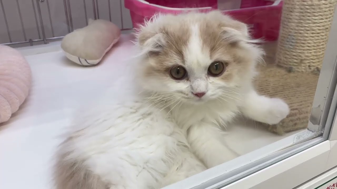 【 スコティッシュフォールド 】おっとりマイペースな男の子は抱っこが一番好き！