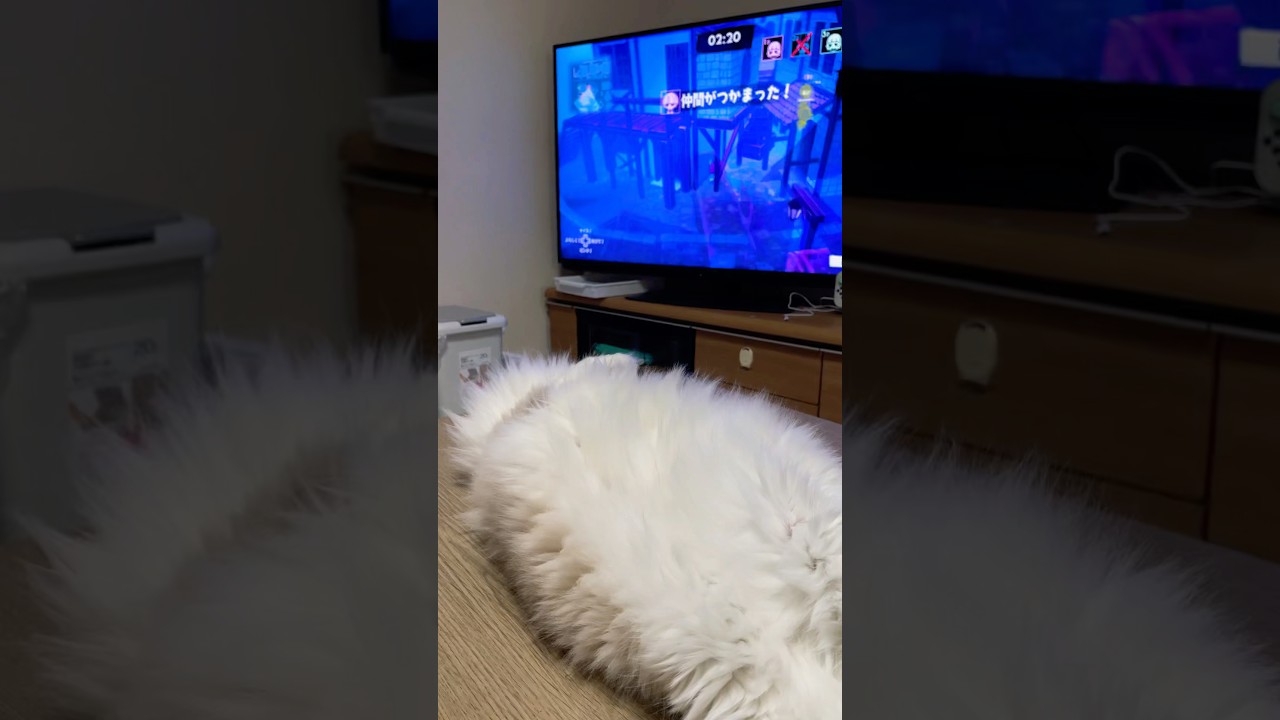 なんだこれ❓#ラグドール#猫好きさんと繋がりたい#ragdolls