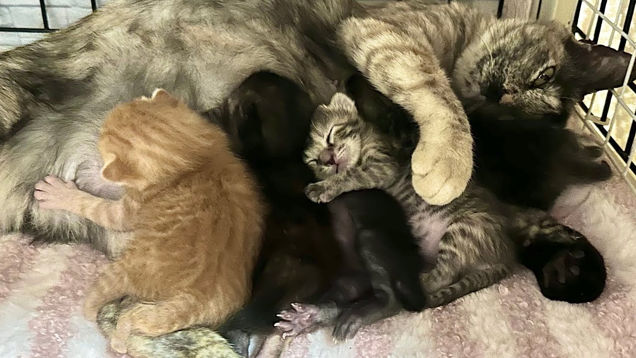 生後８日 ママ猫のゴロゴロ音の中スヤスヤ眠る赤ちゃん猫【ラプ保護物語#14】Kittens sleeping peacefully beside their mother. 子猫