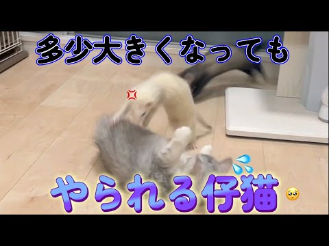 【猫動画】基本倍返しされる仔猫